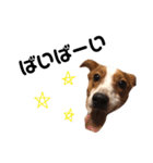 愛犬ラッキーくんの気持ちスタンプその②（個別スタンプ：9）