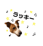 愛犬ラッキーくんの気持ちスタンプその②（個別スタンプ：10）