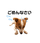 愛犬ラッキーくんの気持ちスタンプその②（個別スタンプ：14）