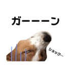 愛犬ラッキーくんの気持ちスタンプその②（個別スタンプ：15）