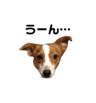 愛犬ラッキーくんの気持ちスタンプその②（個別スタンプ：17）