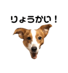 愛犬ラッキーくんの気持ちスタンプその②（個別スタンプ：18）
