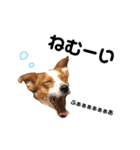愛犬ラッキーくんの気持ちスタンプその②（個別スタンプ：20）