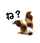 愛犬ラッキーくんの気持ちスタンプその②（個別スタンプ：22）