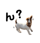 愛犬ラッキーくんの気持ちスタンプその②（個別スタンプ：24）