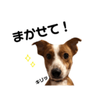 愛犬ラッキーくんの気持ちスタンプその②（個別スタンプ：25）