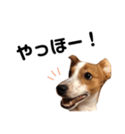 愛犬ラッキーくんの気持ちスタンプその②（個別スタンプ：28）