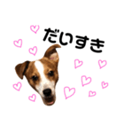 愛犬ラッキーくんの気持ちスタンプその②（個別スタンプ：29）