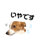愛犬ラッキーくんの気持ちスタンプその②（個別スタンプ：31）