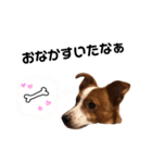 愛犬ラッキーくんの気持ちスタンプその②（個別スタンプ：32）