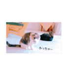 taiyo stickers（個別スタンプ：8）