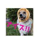 ぽっちゃりコーギーはなさんの日常。3（個別スタンプ：7）