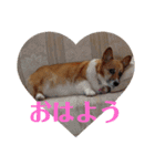 ぽっちゃりコーギーはなさんの日常。（個別スタンプ：6）