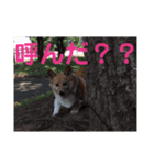 ぽっちゃりコーギーはなさんの日常。（個別スタンプ：7）