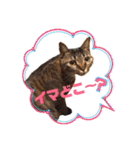 Chami's diary life❤︎①（個別スタンプ：6）