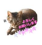 Chami's diary life❤︎①（個別スタンプ：9）