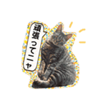 Chami's diary life❤︎①（個別スタンプ：11）