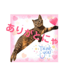 Chami's diary life❤︎①（個別スタンプ：13）