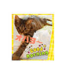 Chami's diary life❤︎①（個別スタンプ：19）