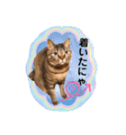 Chami's diary life❤︎①（個別スタンプ：27）
