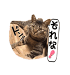 Chami's diary life❤︎①（個別スタンプ：30）