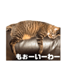 Chami's diary life❤︎①（個別スタンプ：38）