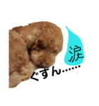うちのワンズ3姉妹（個別スタンプ：4）