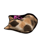 小鉄と小梅と小春の猫スタンプ（個別スタンプ：1）