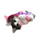 小鉄と小梅と小春の猫スタンプ（個別スタンプ：3）