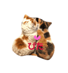 小鉄と小梅と小春の猫スタンプ（個別スタンプ：5）