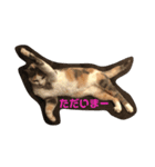 小鉄と小梅と小春の猫スタンプ（個別スタンプ：6）