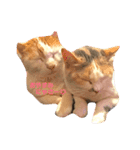 小鉄と小梅と小春の猫スタンプ（個別スタンプ：7）