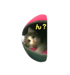 小鉄と小梅と小春の猫スタンプ（個別スタンプ：8）