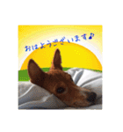 Luffy's stamp（個別スタンプ：1）