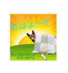 Luffy's stamp（個別スタンプ：2）