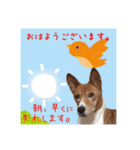 Luffy's stamp（個別スタンプ：3）