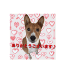 Luffy's stamp（個別スタンプ：11）