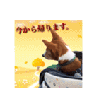 Luffy's stamp（個別スタンプ：15）