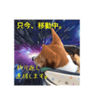 Luffy's stamp（個別スタンプ：16）