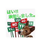Luffy's stamp（個別スタンプ：17）