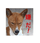 Luffy's stamp（個別スタンプ：20）