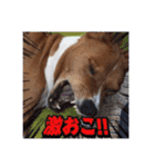 Luffy's stamp（個別スタンプ：21）