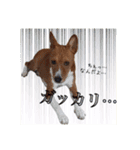 Luffy's stamp（個別スタンプ：22）