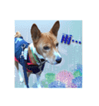 Luffy's stamp（個別スタンプ：27）