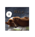 Luffy's stamp（個別スタンプ：29）