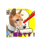 Luffy's stamp（個別スタンプ：31）