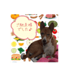 Luffy's stamp（個別スタンプ：40）