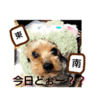 愛犬たちの日常スタンプ（個別スタンプ：23）