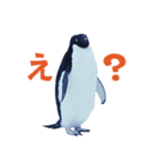 いやなペンギンと南極の仲間たち（個別スタンプ：8）