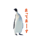 いやなペンギンと南極の仲間たち（個別スタンプ：30）